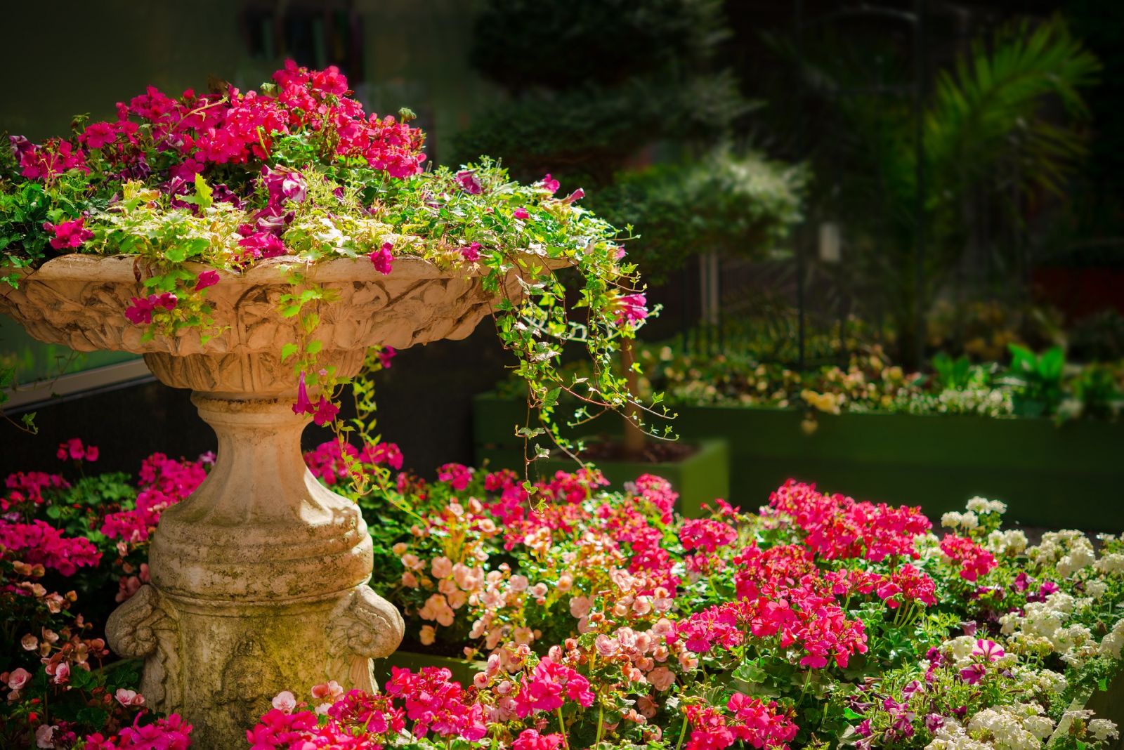 A flower in a pot