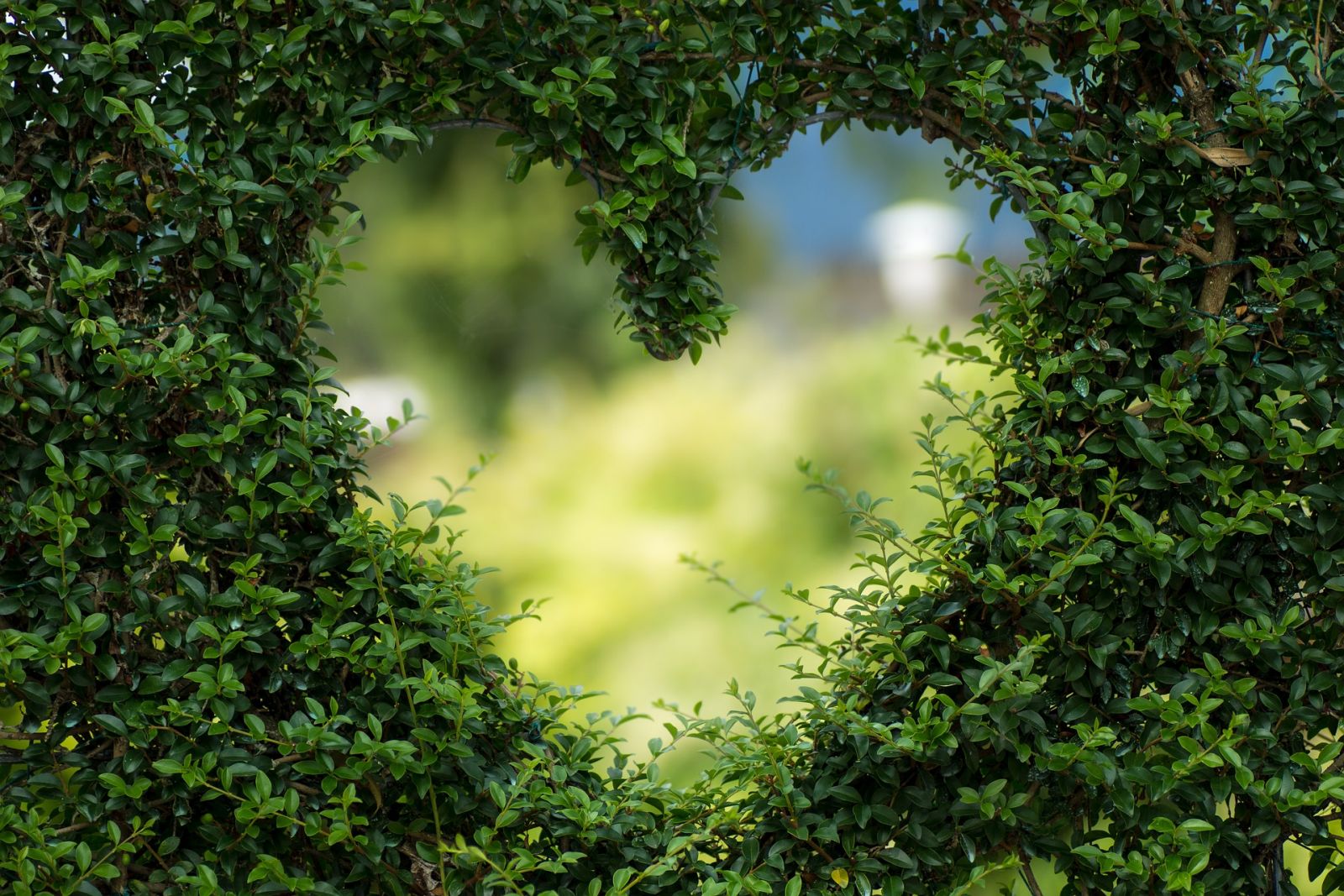 A heart shape hedge