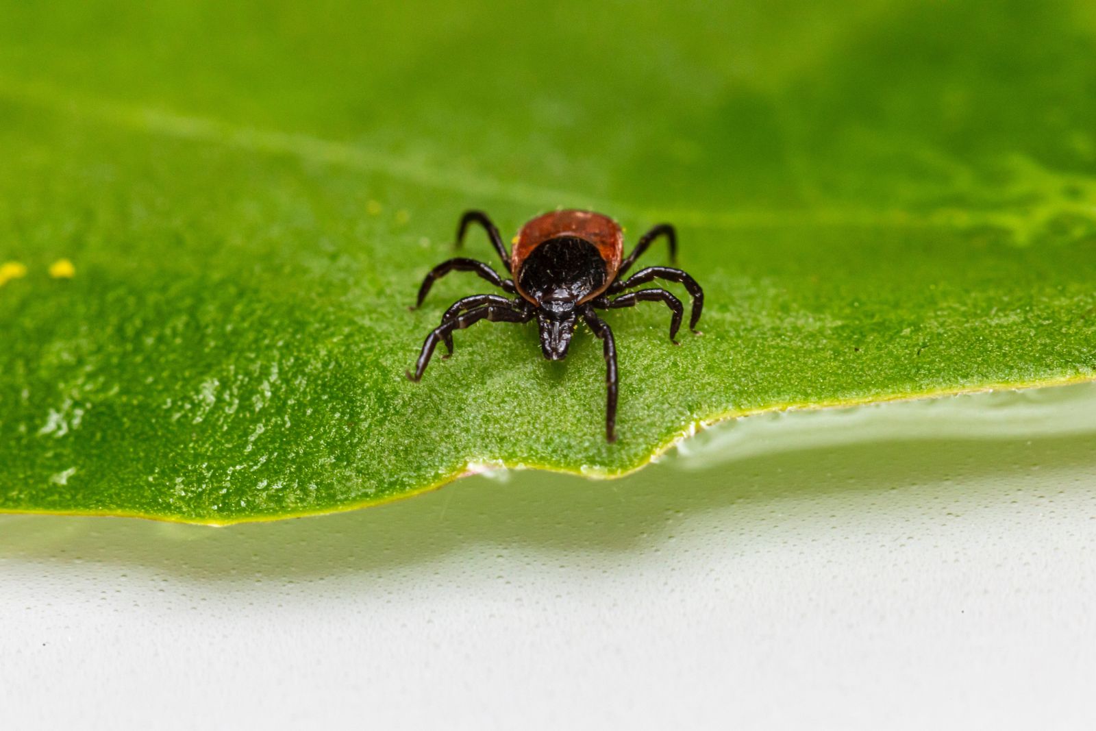 A Tick facing forwards on a leaf