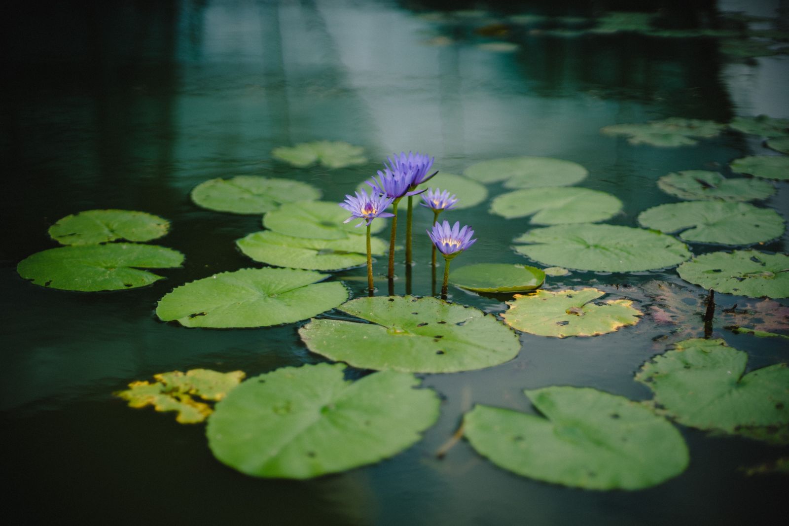 Bloemen in de vijver