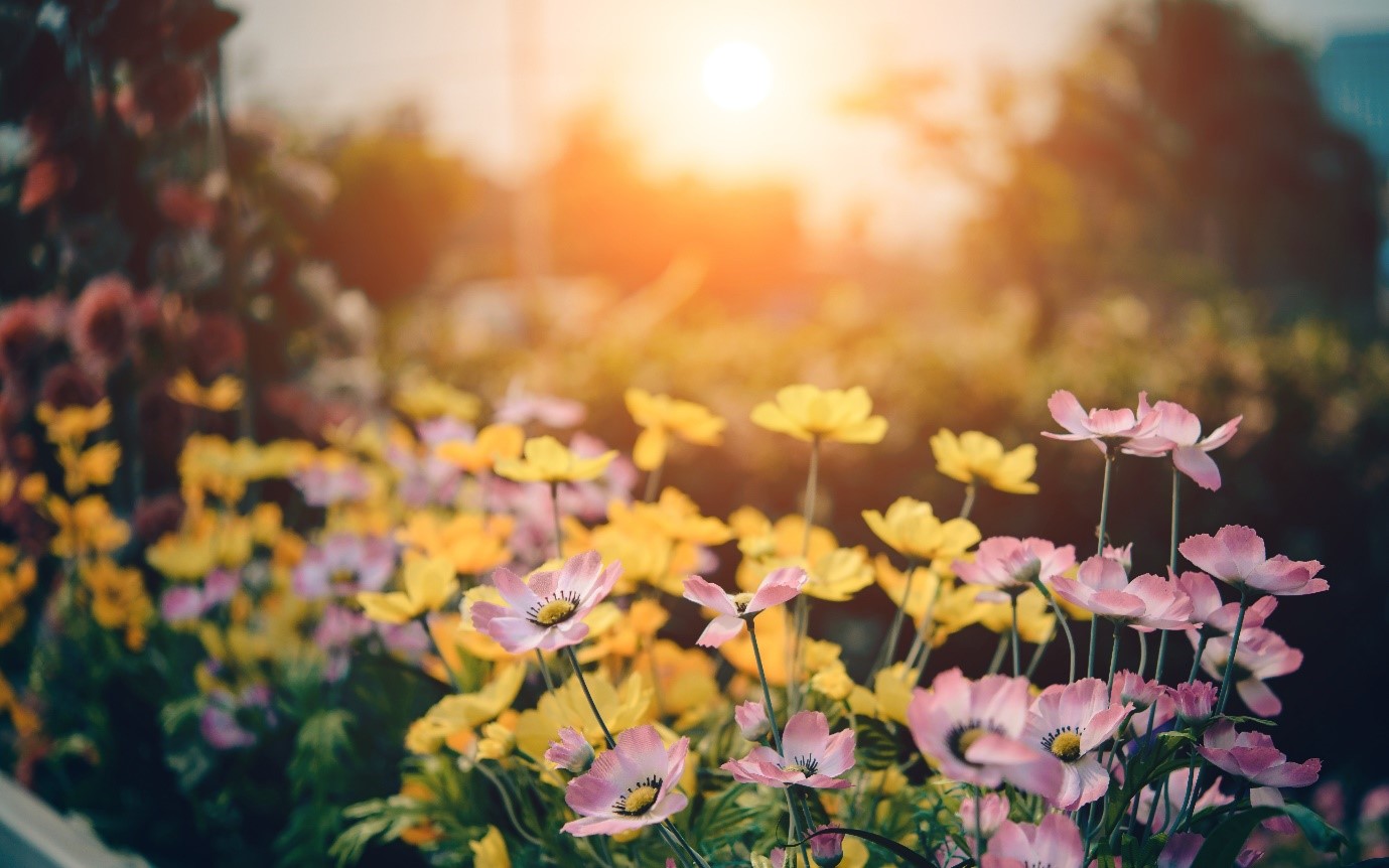 Bloemen border