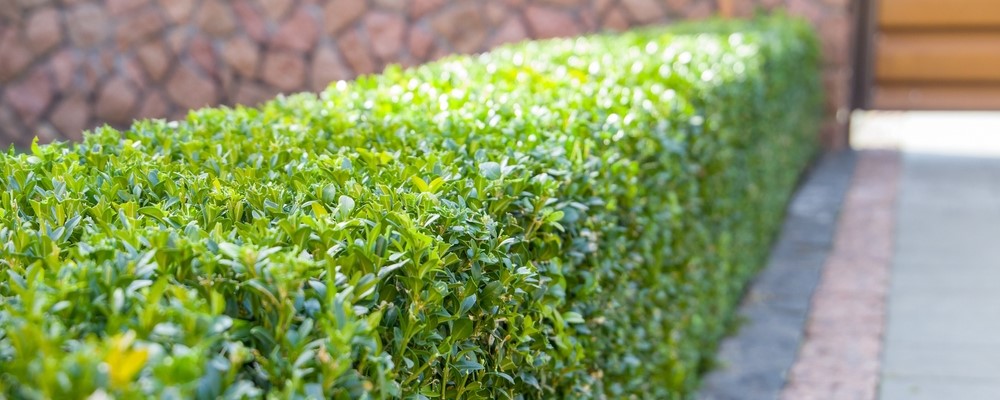 Wintergroene hagen | Gardn.be