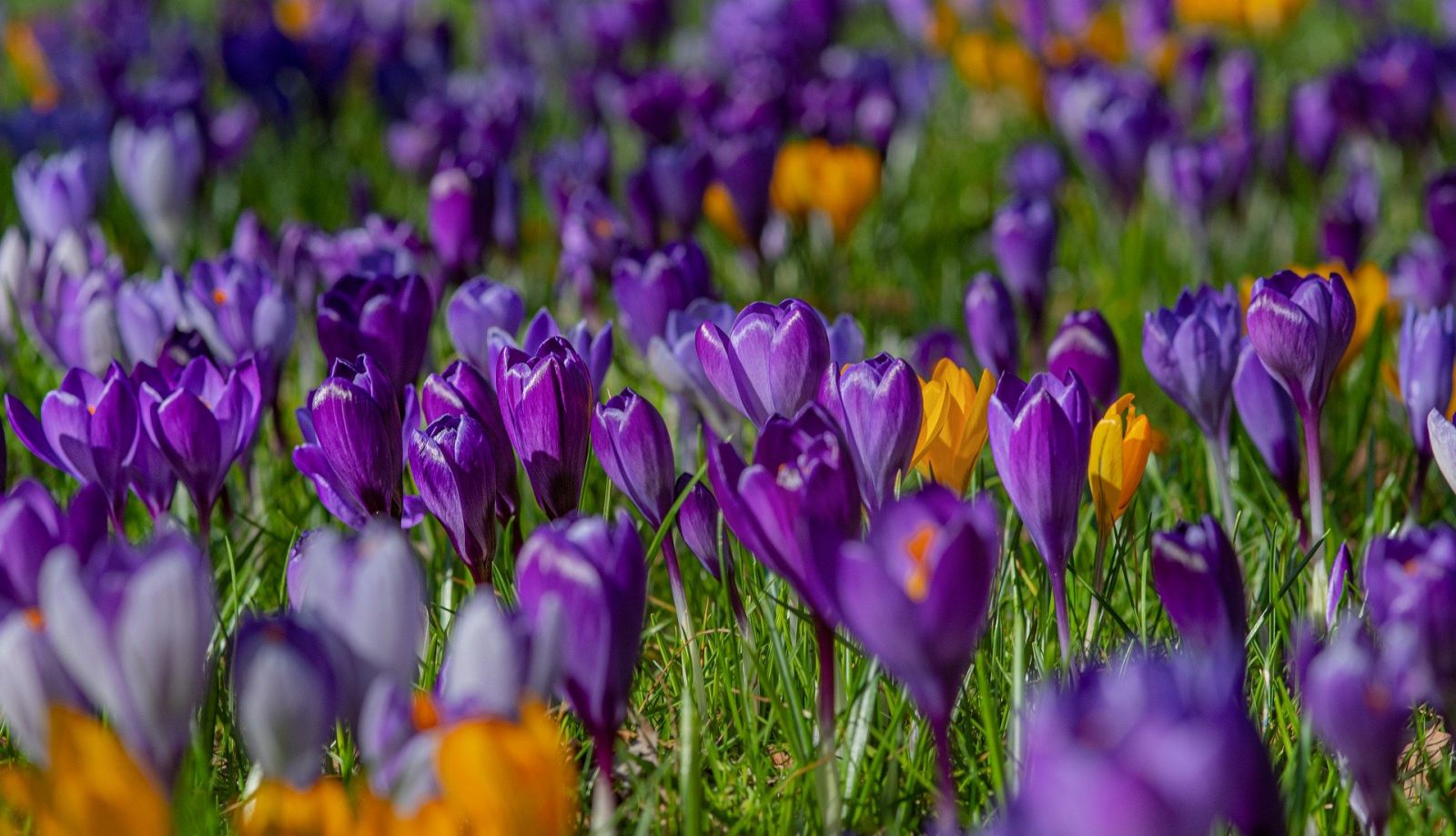 crocuses