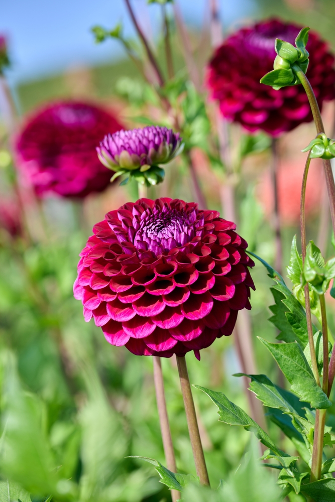Dahlia's In je Tuin - LeefInJeTuin.nl