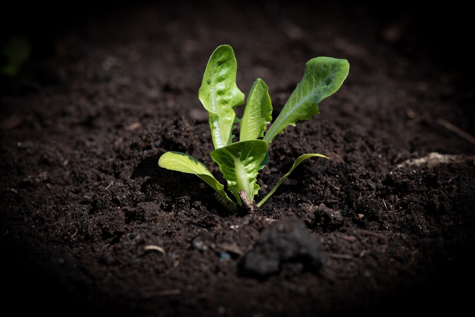 Een plantje in de aarde