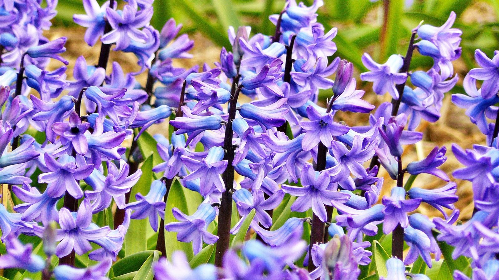 Hyacinths