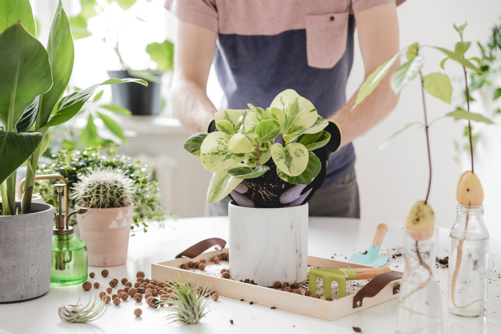 Indoor plants care