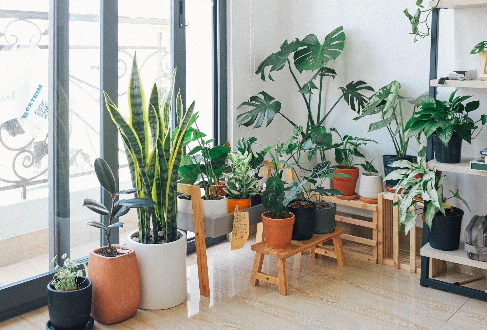 Large houseplants