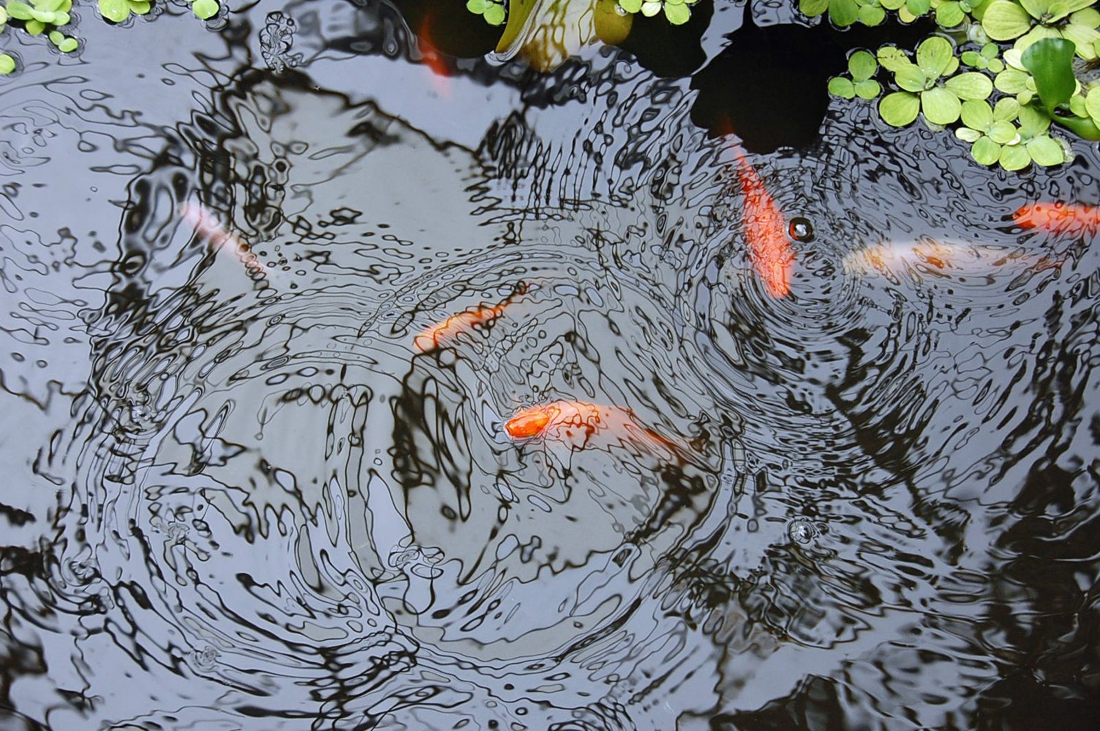 Vissen in de vijver
