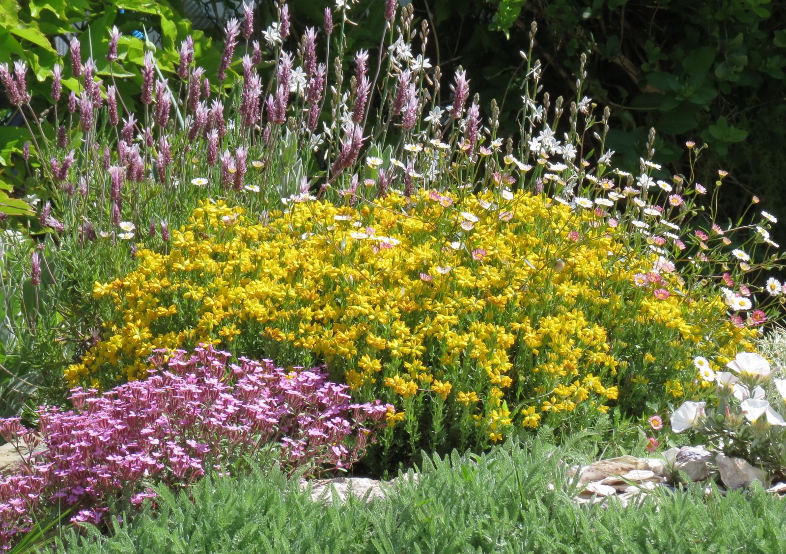 mediterrane tuinplanten