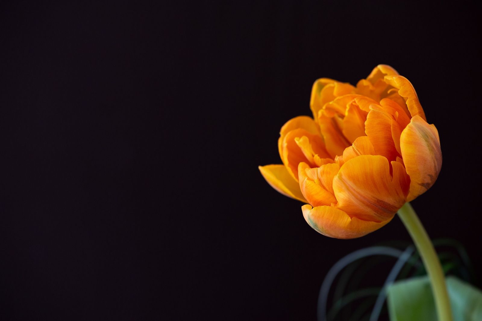 Oranje Tulp