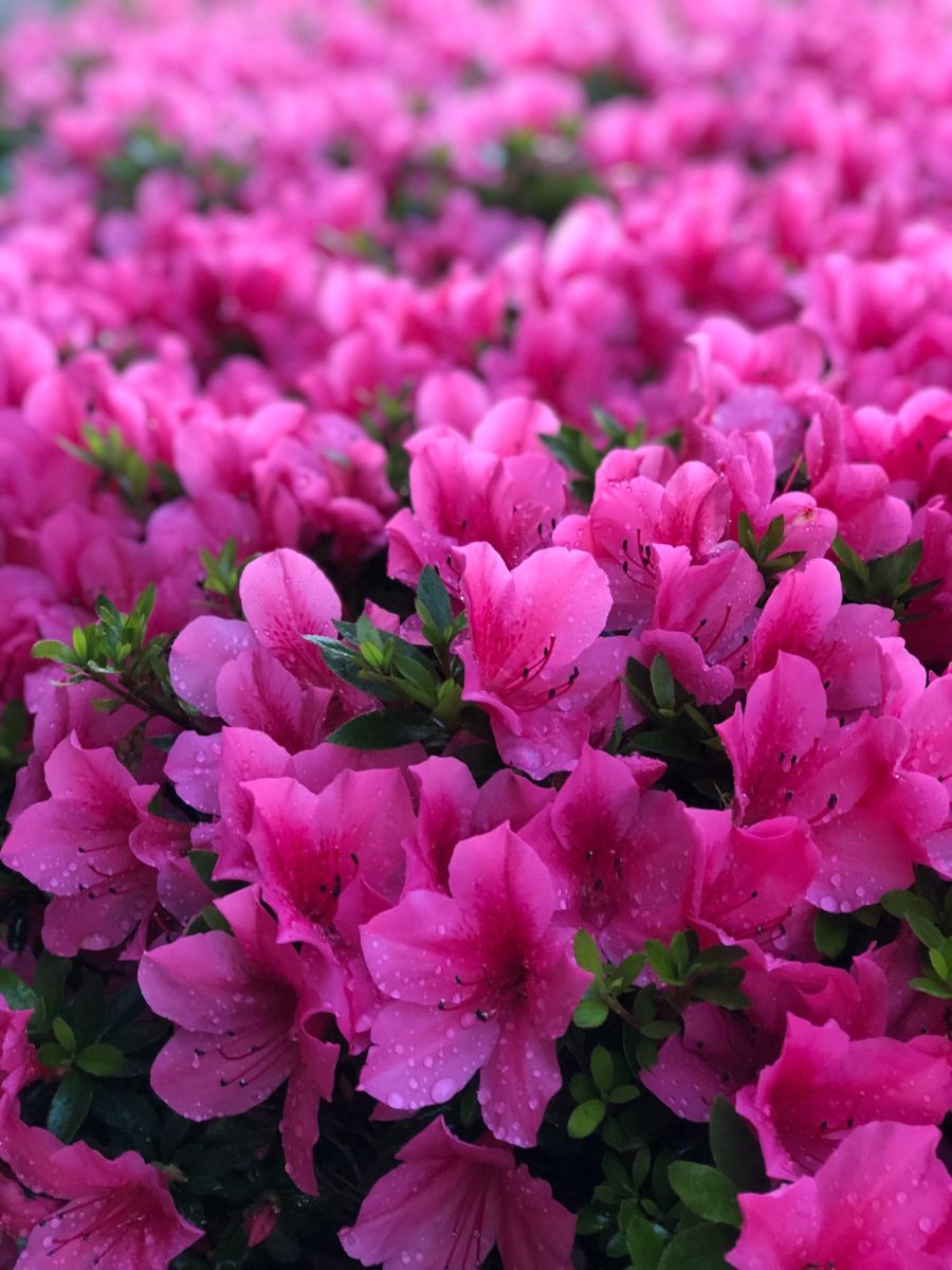 Pink Azaleas