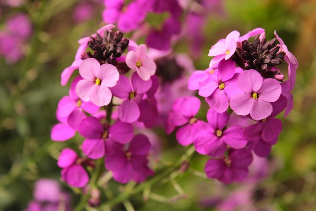 Pink perennials