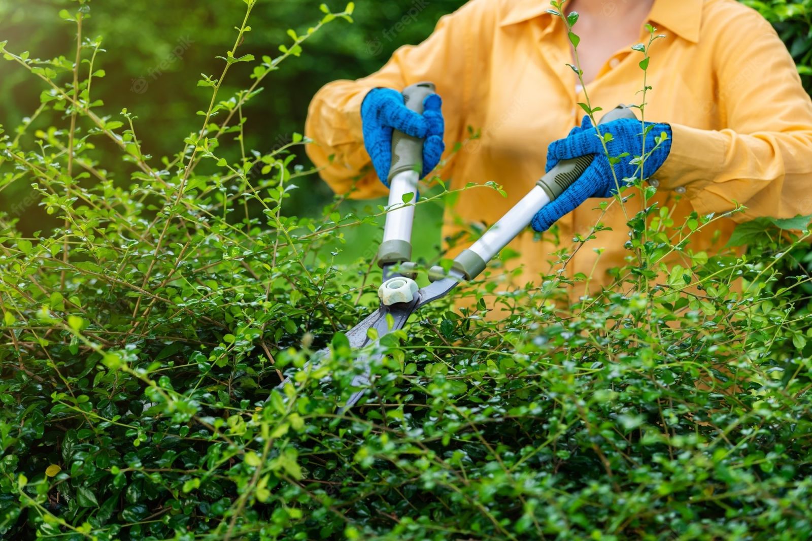 Pruning and Cuttings