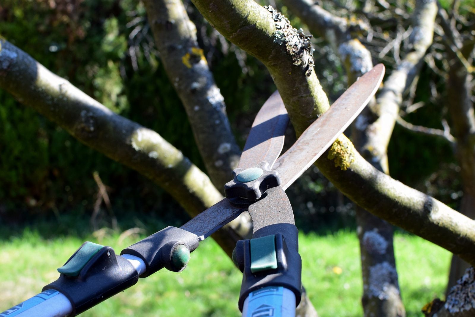 Pruning shears