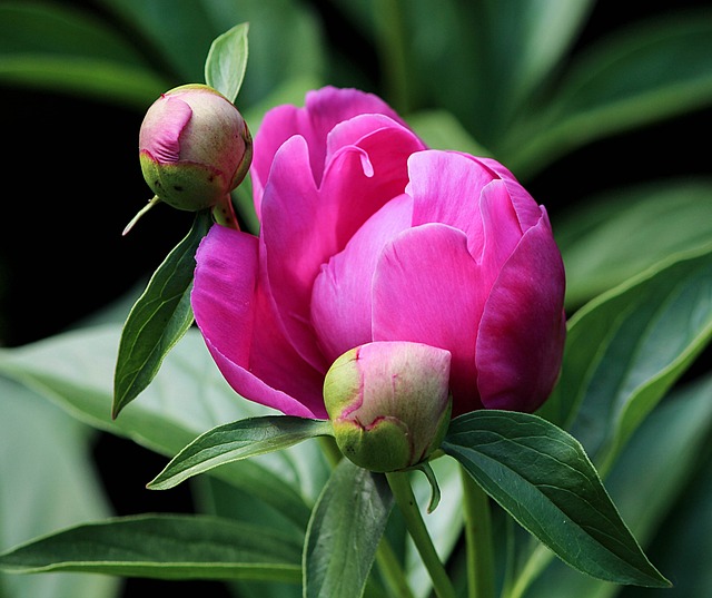 Roze vaste plant met knop