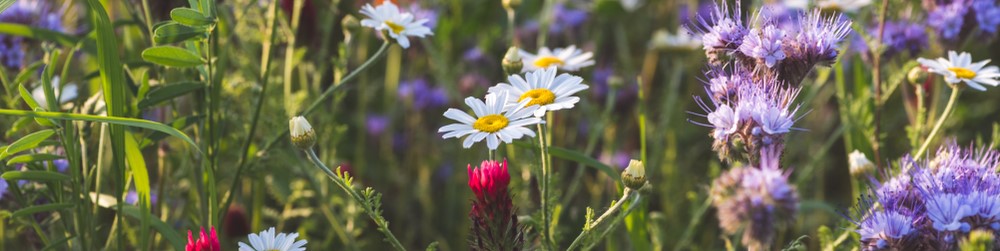 Veldbloemen zaaien