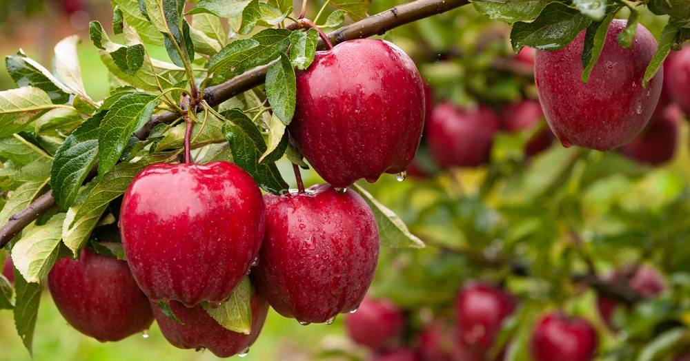 Wanneer fruitbomen planten