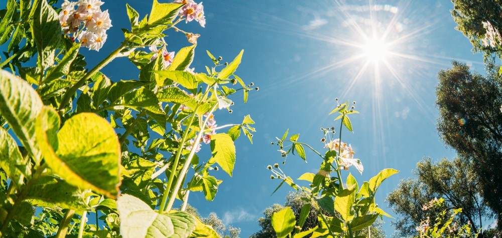 Wanneer planten water geven bij warm weer