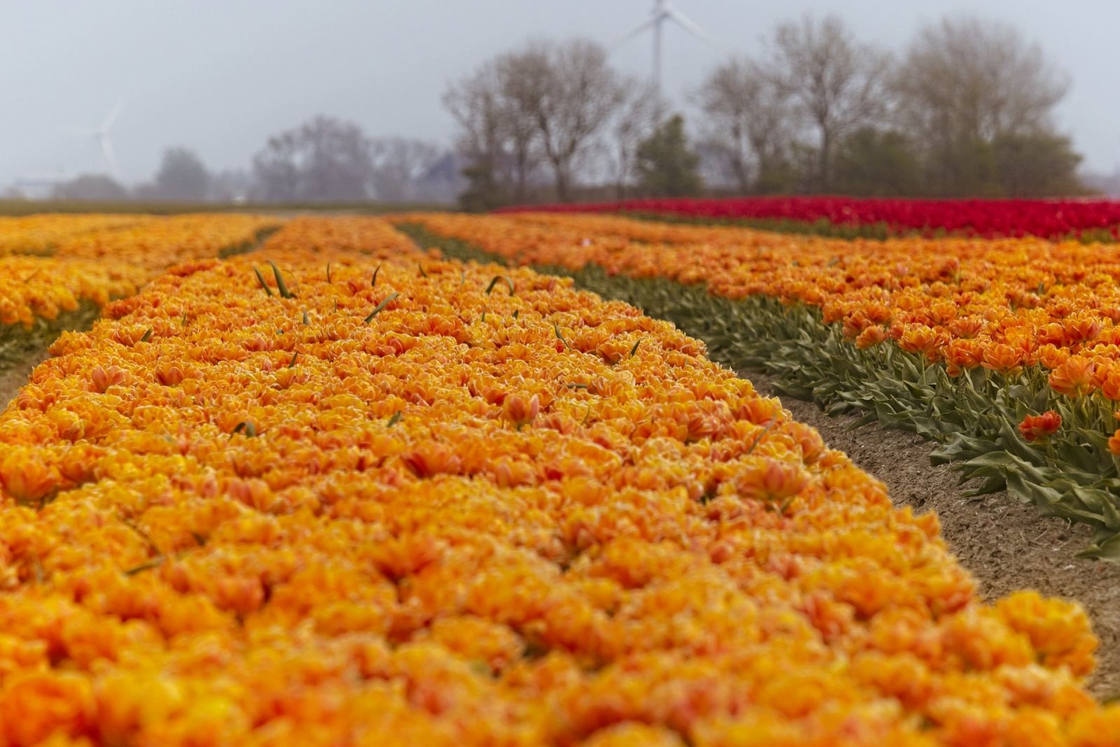 Veld met oranje tulpen