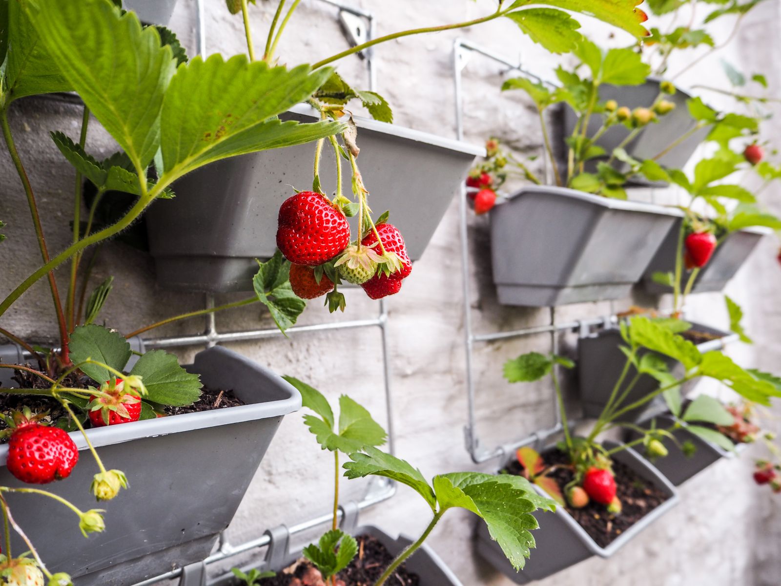 Verticale tuin met aardbeien