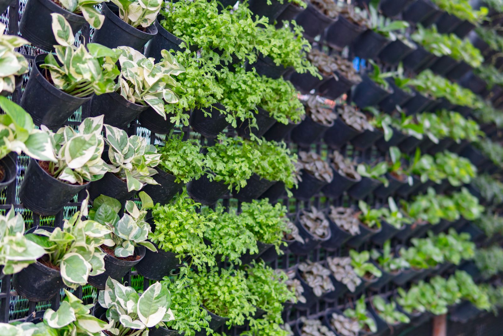 Vertical garden with different plants